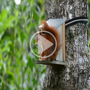 ویدیو فوتیج سنجاقک روی درخت با کیفیت بالا