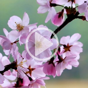 ویدیو فوتیج شکوفه های بهاری