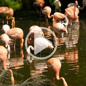 ویدیو فوتیج فلامینگو در دریاچه با کیفیت بالا