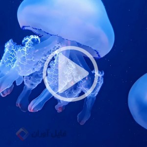 ویدیو فوتیج عروس دریایی در آب