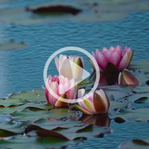 ویدیو فوتیج گل نیلوفر آبی در دریاچه