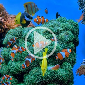 ویدیو فوتیج ماهی های اقیانوس با کیفیت بالا