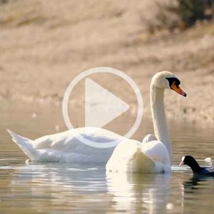 ویدیو فوتیج مرغابی ها و جوجه هایش در آب