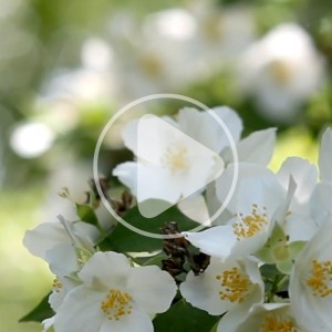 ویدیو فوتیج شکوفه های بهاری با کیفیت بالا
