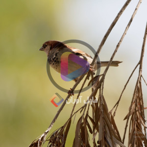 دانلود فوتیج گنجشک روی درخت