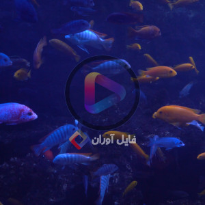 ویدیو فوتیج ماهی های اقیانوس با کیفیت بالا