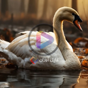 ویدیو فوتیج مرغابی ها و جوجه هایش در آب