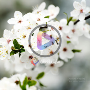 ویدیو فوتیج شکوفه های بهاری با کیفیت بالا