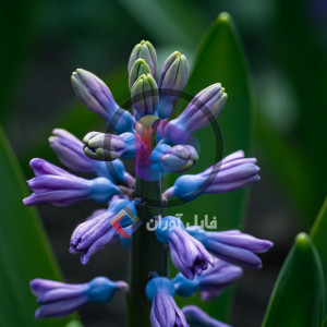 ویدیو فوتیج باز شدن گل رز قرمز با کیفیت بالا.