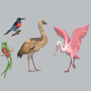 طرح لایه باز پرندگان با کیفیت بالا