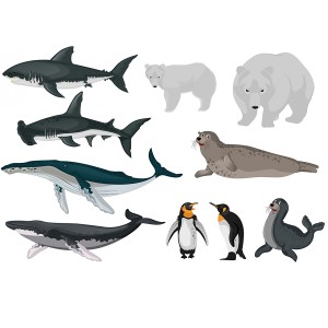 طرح لایه باز آبزیان کوشه،وال،شیر دریایی و پنگوئن