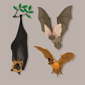 طرح لایه باز خفاش با کیفیت بالا