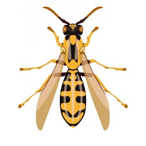 طرح لایه باز رنبور با کیفیت بالا