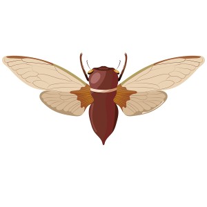 طرح لایه باز حشره زنبور عسل با کیفیت بالا