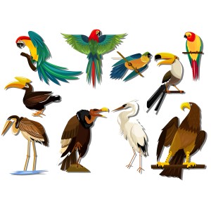 طرح لایه باز انواع پرنده با کیفیت بالا