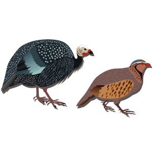 طرح لایه باز قرقاول با کیفیت بالا