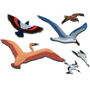 طرح لایه باز پرندگان با کیفیت بالا