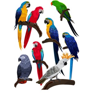 طرح لایه باز انواع طوطی با رنگ های متفاوت