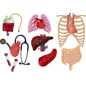 طرح لایه باز اعضای بدن انسان