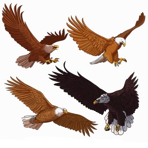 طرح لایه باز عقاب در حالت های مختلف پروازی