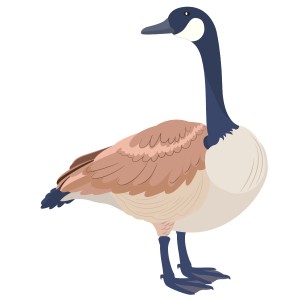 طرح لایه باز پرنده غاز در حالت های مختلف