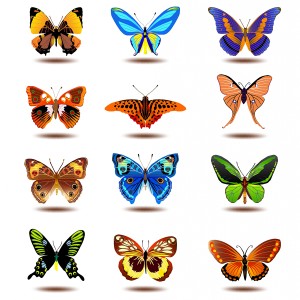 طرح لایه باز انواع پروانه رنگی