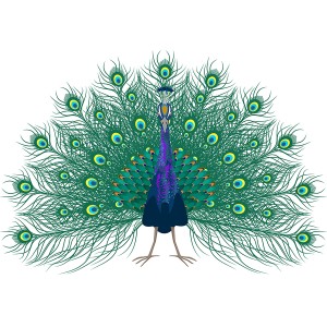 طرح لایه باز زیباترین پرنده جهان طاووس