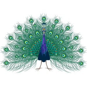 طرح لایه باز زیباترین پرنده جهان طاووس