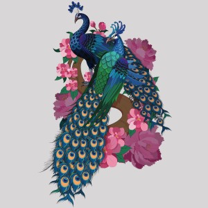 طرح لایه باز طاووس ها زیبا ترین پرنده دنیا