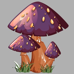 طرح لایه باز قارچ وحشی با کیفیت بالا
