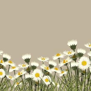 طرح لایه باز رایگان پس زمینه گل های بابونه باکیفیت