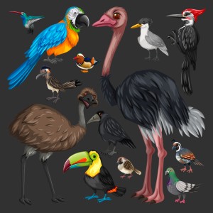 طرح لایه باز وکتور مجموعه 13 عددی پرندگان