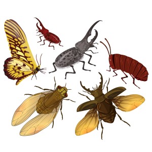 طرح لایه باز مجموعه حشرات با کیفیت بالا