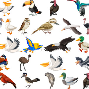 طرح لایه باز وکتور مجموعه پرندگان با کیفیت بالا