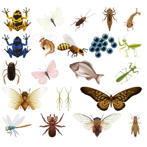 طرح لایه باز وکتور انواع حشرات بال دار و خاکی