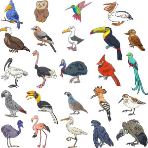 طرح لایه باز وکتور مجموعه 24 عددی پرندگان