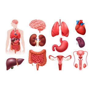 طرح لایه باز وکتور اعضاء عضو بدن مرد با کیفیت بالا