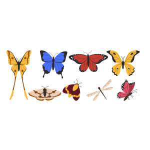 طرح لایه باز حشره پروانه با کیفیت بالا