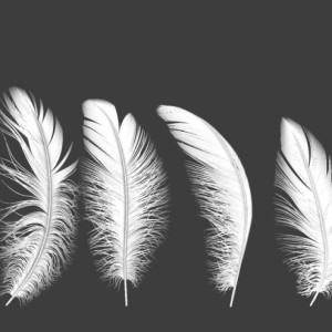 طرح لایه باز وکتور پر پرندگان با کیفیت بالا