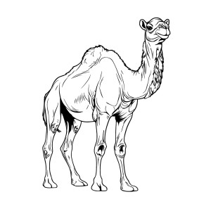 لایه باز فتوشاپ شتر صحرایی با کیفیت بالا