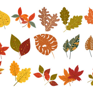 طرح لایه باز برگ های درخت چنار