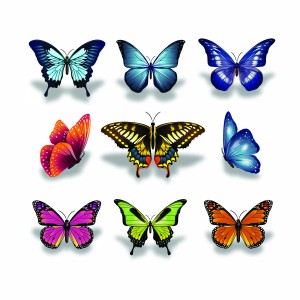 لایه باز پروانه