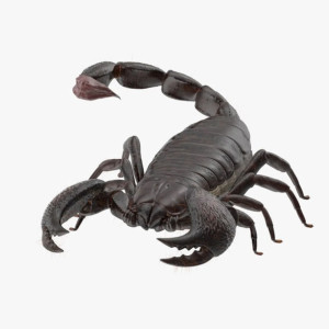 مدل سه بعدی 3D عقرب با کیفیت بالا