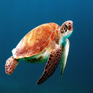 عکس لاکپشت زیر آب دریا با کیفیت بالا