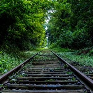 عکس ریل قطار در جنگل با کیفیت بالا