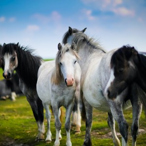 عکس اسب ها در طبیعت با کیفیت