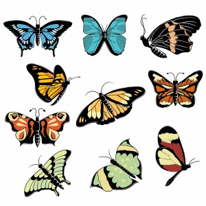 لایه باز انواع مختلف پروانه در زنگ های متفاوت