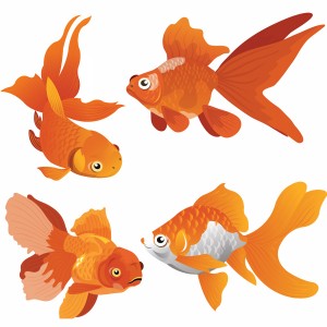 لایه باز ماهی های تزئینی در حالت های متفاوت