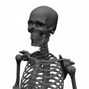 مدل سه بعدی اسکلت بدن مرد