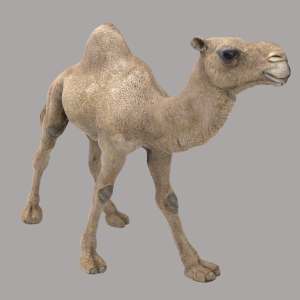 مدل سه بعدی حیوان صحرایی شتر